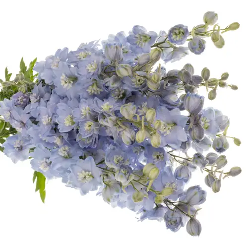 Delphinium hell blau Ice dewi blau 90cm