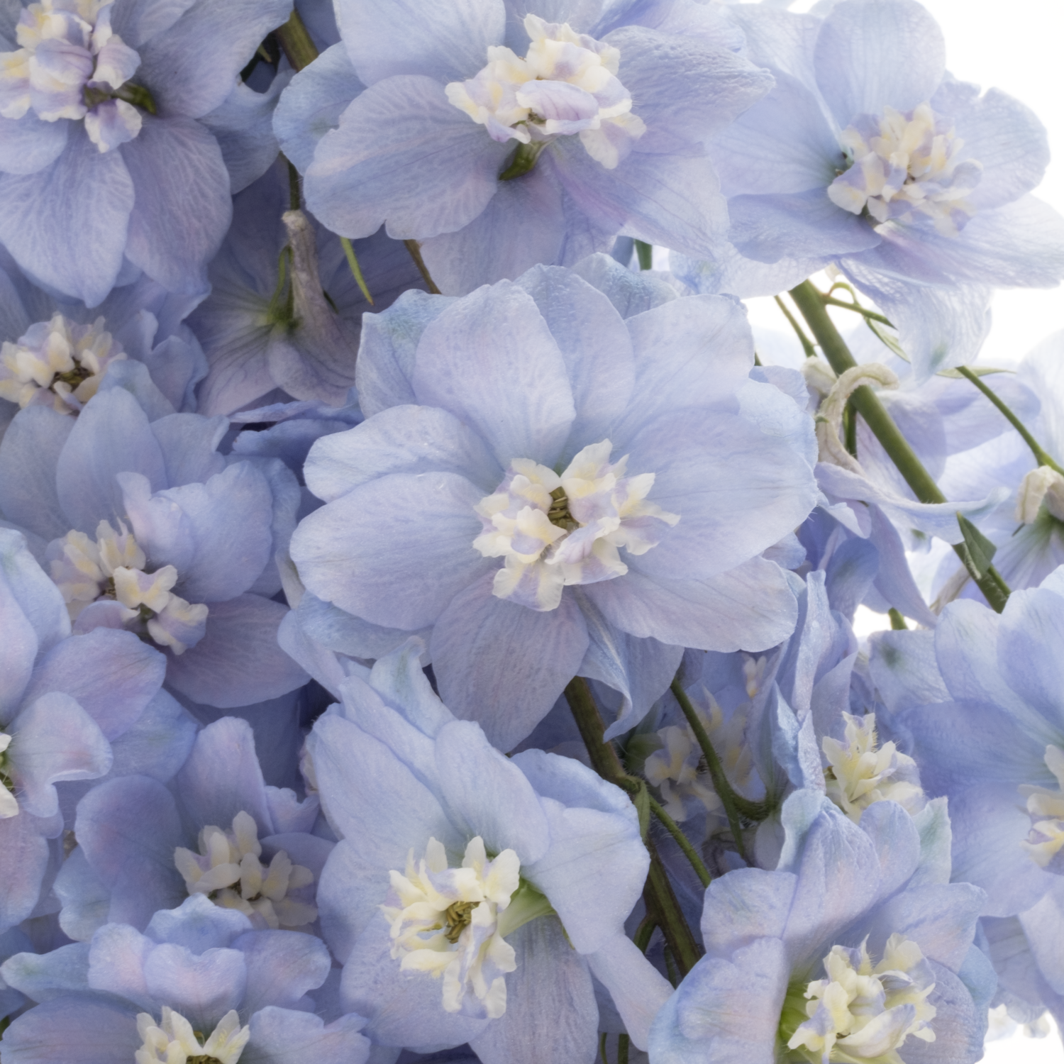Delphinium hell blau Ice dewi blau 90cm