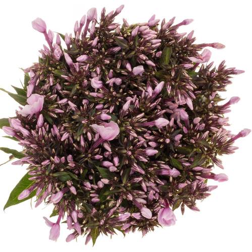 Phlox rosa Brave Eyes 60cm