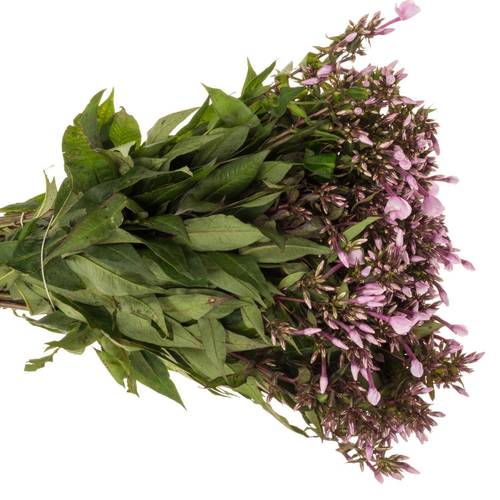 Phlox rosa Brave Eyes 60cm