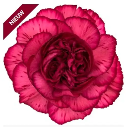 Nelke rosa Riviera 60cm