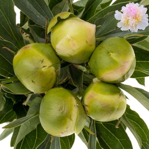 Pfingstrose rosa Top Brass 50cm