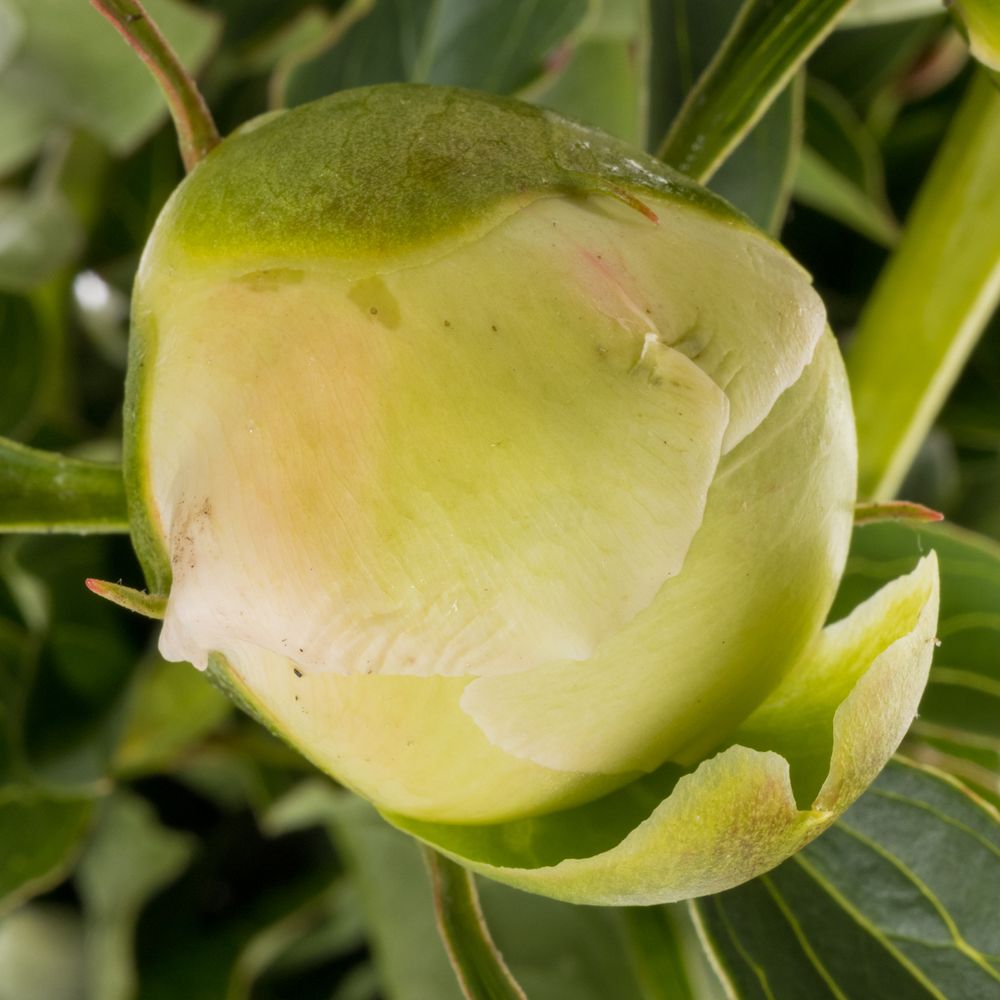 Pfingstrose rosa Top Brass 50cm