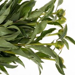 Pfingstrose rosa Top Brass 50cm