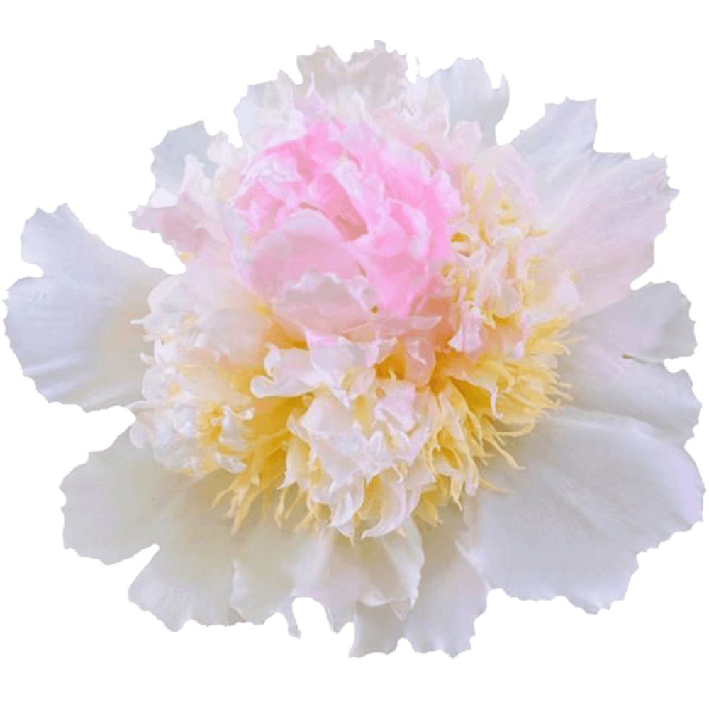 Pfingstrose rosa Top Brass 50cm