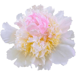 Pfingstrose rosa Top Brass 50cm