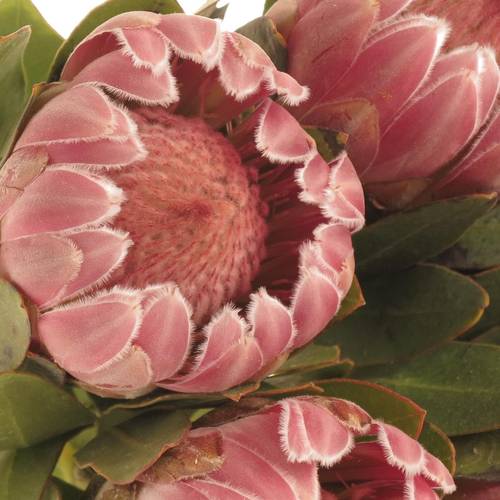 Protea rosa Carnival 50cm