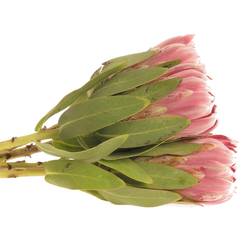 Protea rosa Carnival 50cm