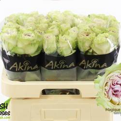 Rose hell grün/milka Magique 50cm