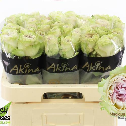 Rose hell grün/milka Magique 50cm