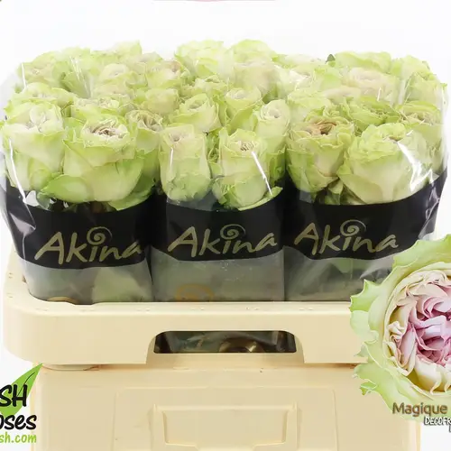 Rose hell grün/milka Magique 50cm