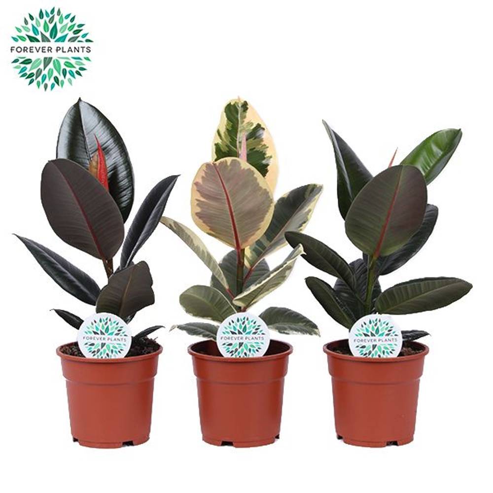 Ficus mix T17 H055