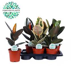 Ficus mix T17 H055