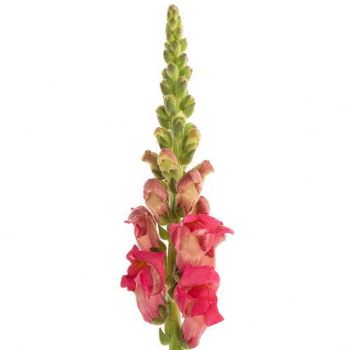 Löwenmaul rosa coasta 80m