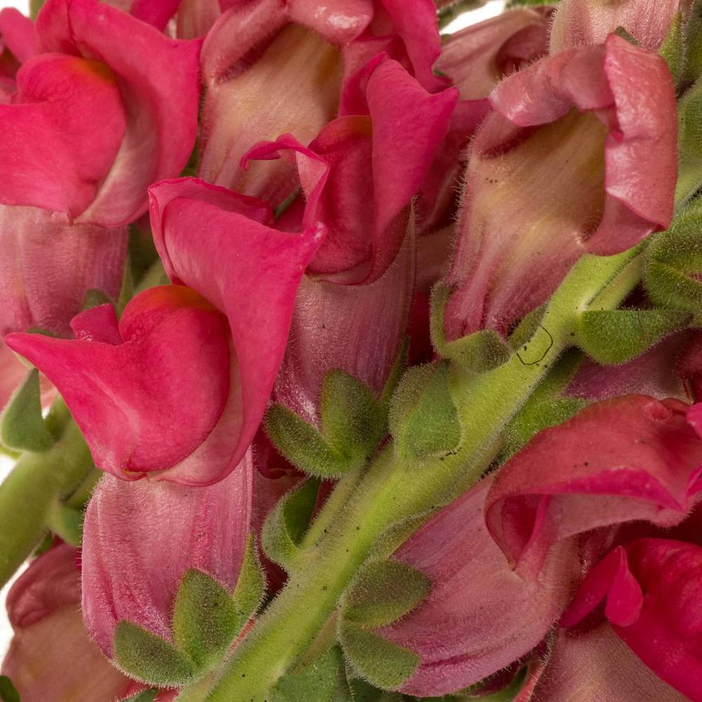 Löwenmaul rosa coasta 80m