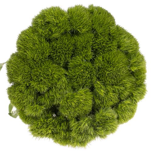 Bartnelke grün Kiwi Mellow 40cm
