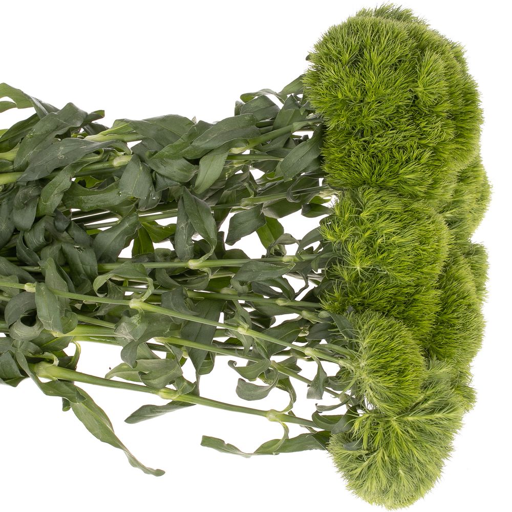 Bartnelke grün Kiwi Mellow 40cm