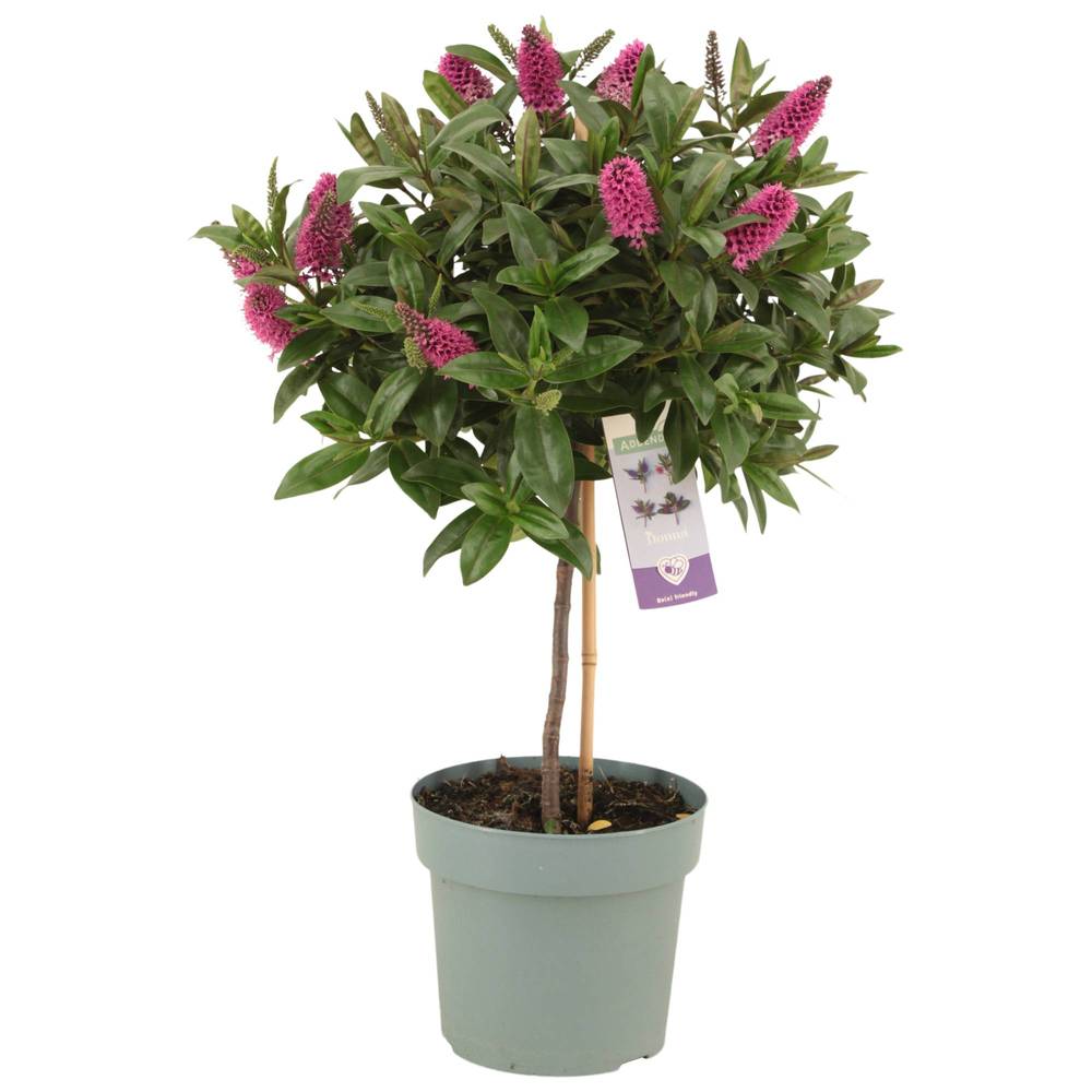 Hebe Add. Nikka Bol auf Stamm rosa T17 H60