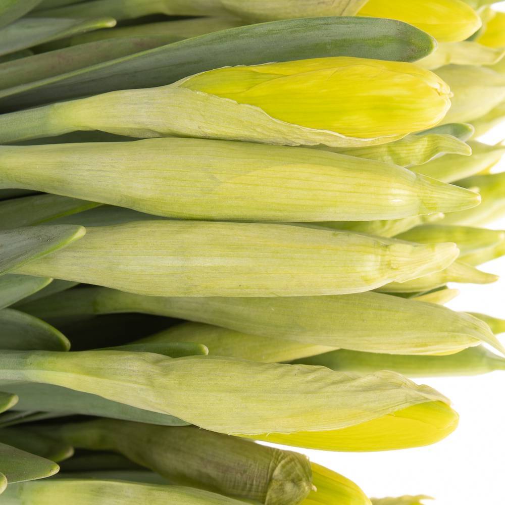 Narzisse gelb Dutch Master 45cm