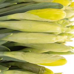 Narzisse gelb Dutch Master 45cm