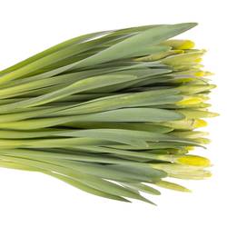 Narzisse gelb Dutch Master 45cm