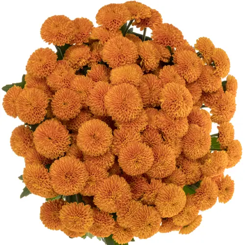Santini orange Pluto 1100 Gramm 55cm