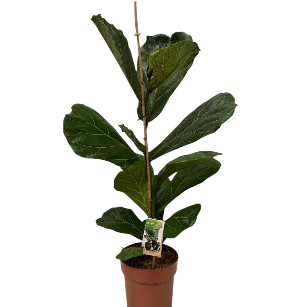 Ficus Lyrata T21 H110