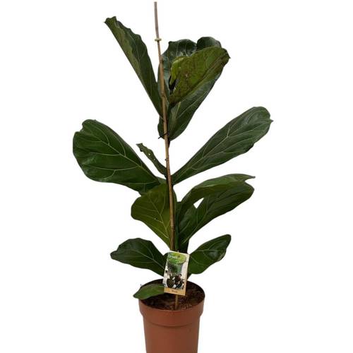Ficus Lyrata T21 H110