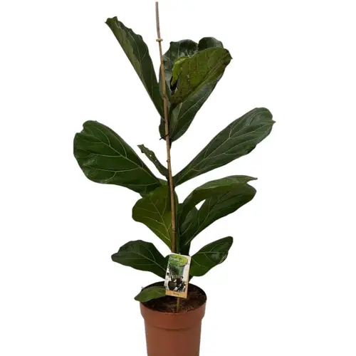 Ficus Lyrata T21 H110
