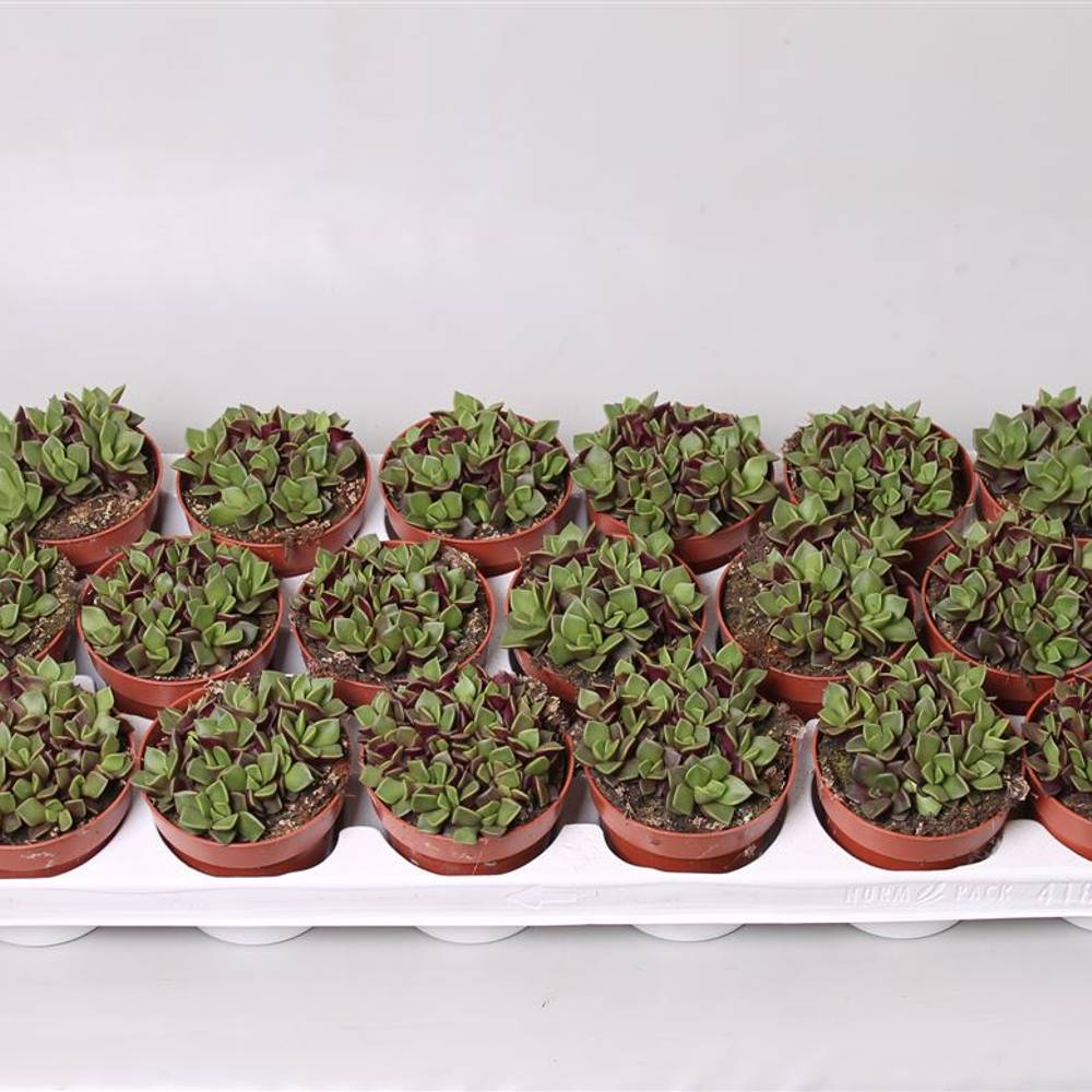 Annacampseros Rub T8 H15