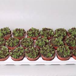 Annacampseros Rub T8 H15