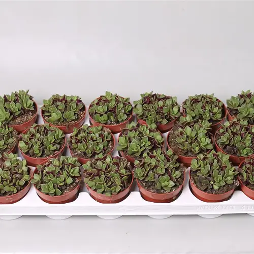 Annacampseros Rub T8 H15