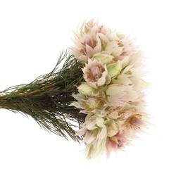 Serriria Blushing creme 4+Blüte 40cm
