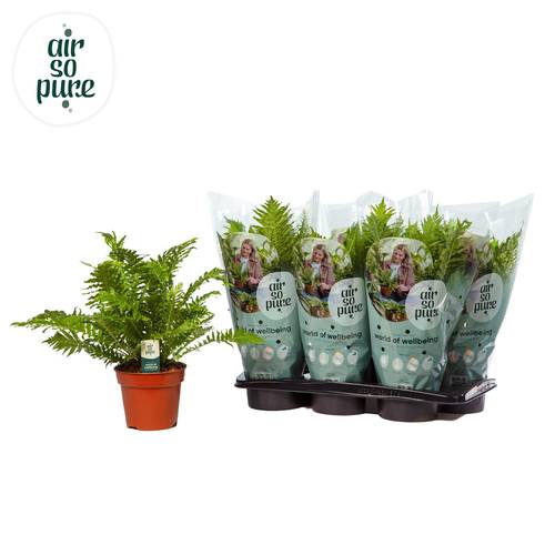 Blechnum Silver Lady T17 H45