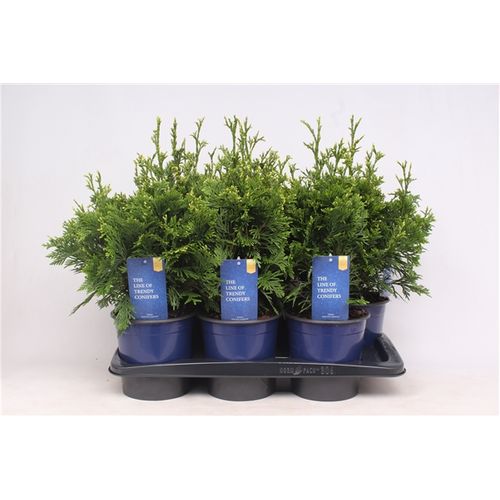 Thuja Pli Cancan T17 H45