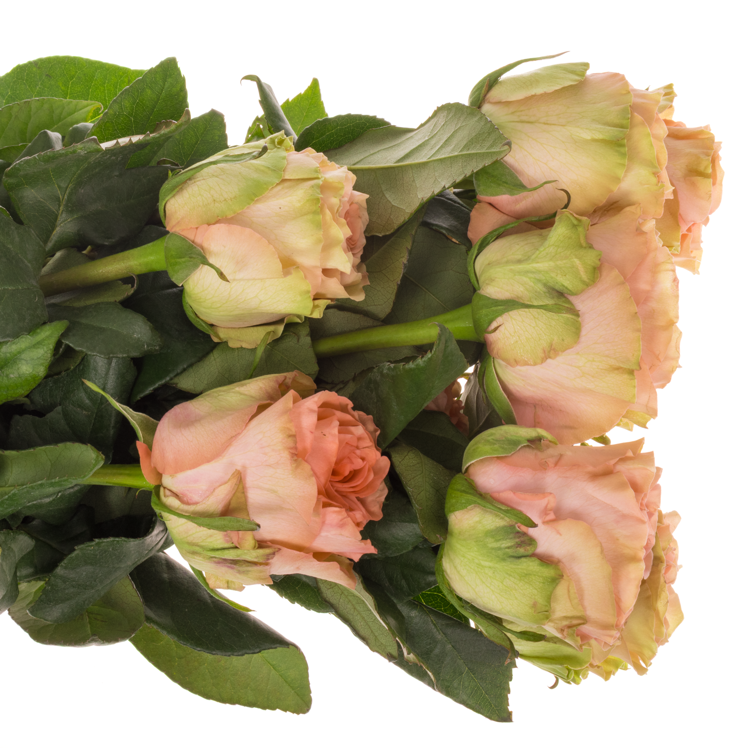 Rose rosa Happink (Ec) 50cm X10