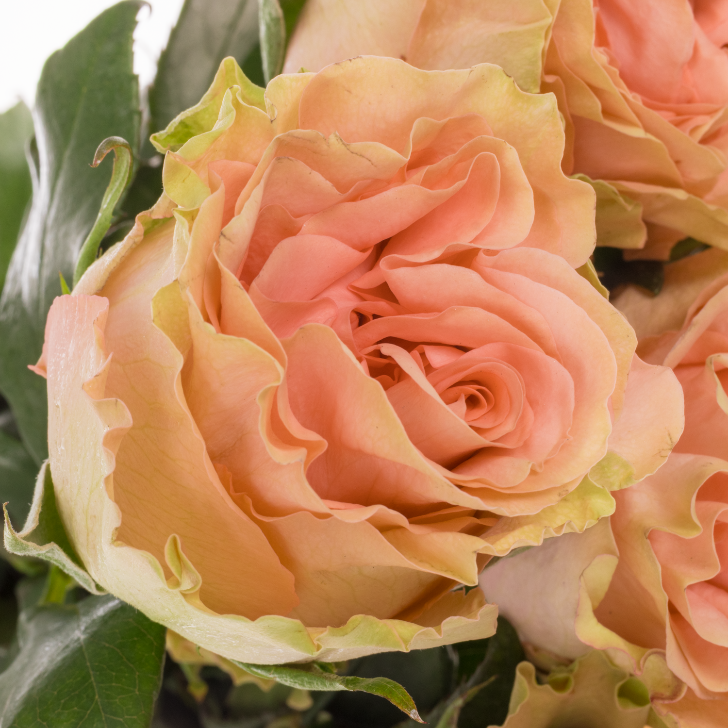 Rose rosa Happink (Ec) 50cm X10