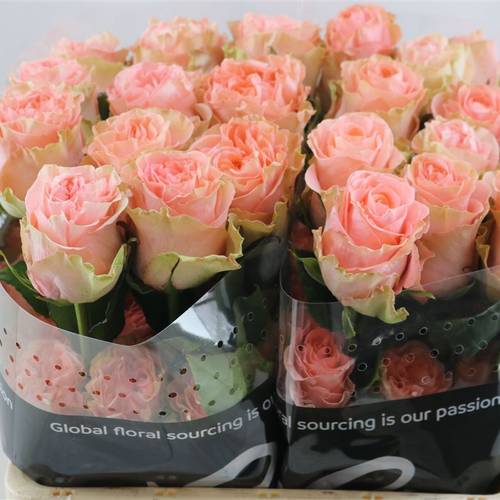 Rose rosa Happink (Ec) 40cm X10