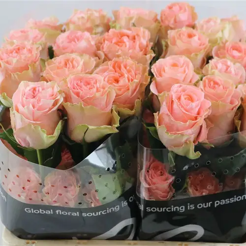 Rose rosa Happink (Ec) 40cm X10