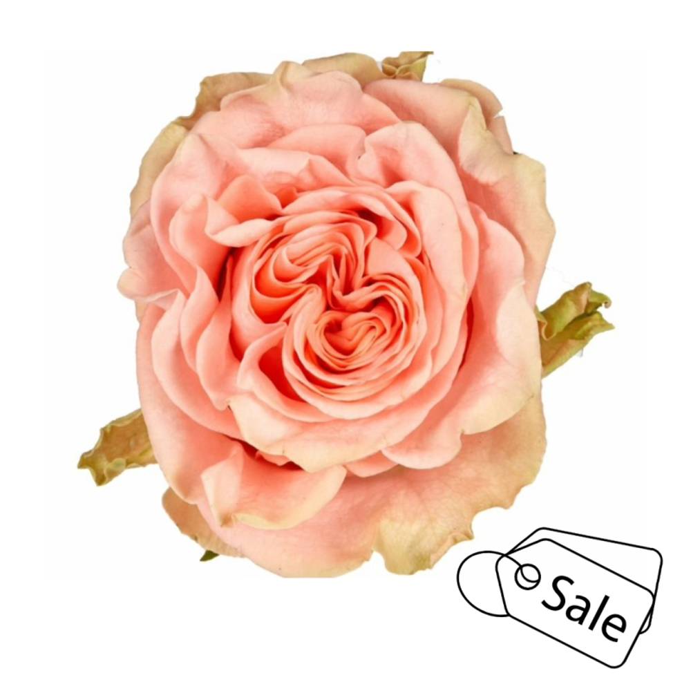 Rose rosa Happink (Ec) 40cm X10