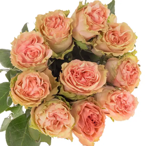 Rose rosa Happink (Ec) 50cm X10