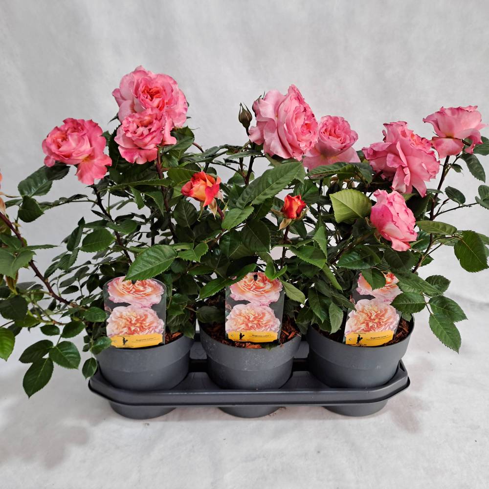 Rose augusta Grossbl. Strauch T19 H050