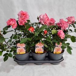 Rose augusta Grossbl. Strauch T19 H050