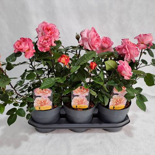 Rose augusta Grossbl. Strauch T19 H050
