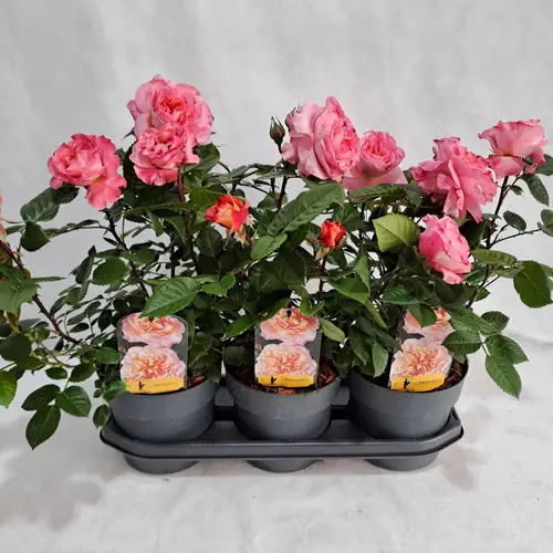 Rose augusta Grossbl. Strauch T19 H050