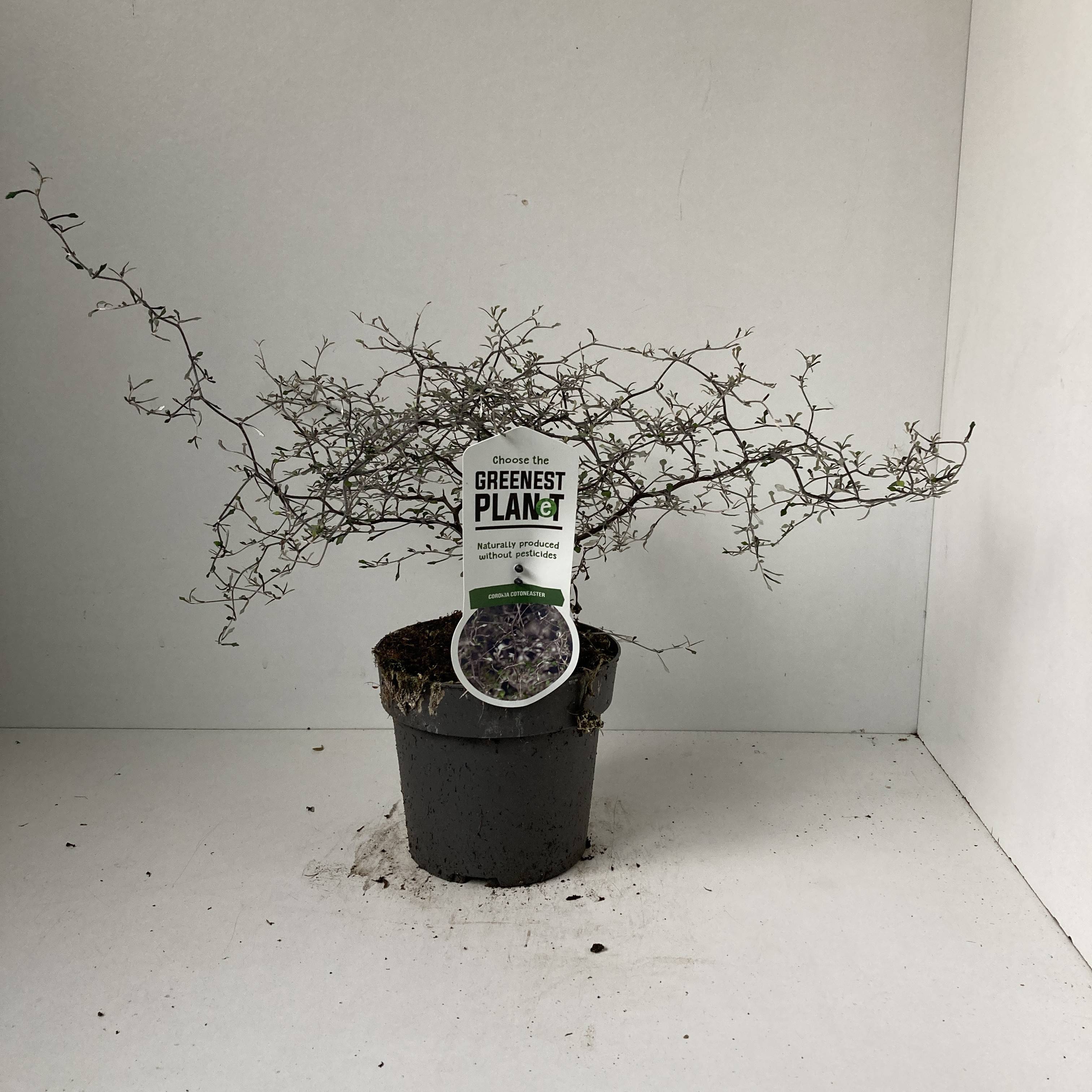 Corokia Cotoneaster T17 H30 (Sonstige Arten grne Beet & Balkon Pflanzen) |  Heyl - Blumengrohandel / Floristikgrohandel