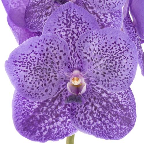 Vanda milka Lavender Spring X8 Stiele