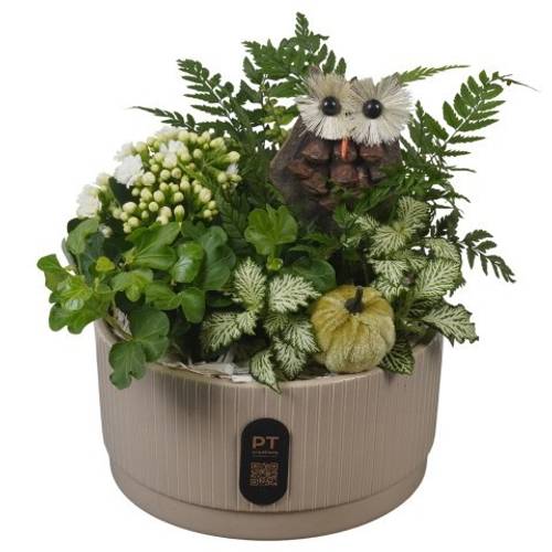 Kal.Arr PTHI3217 Herbst T19 H022