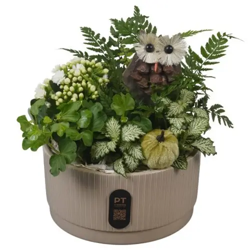 Kal.Arr PTHI3217 Herbst T19 H022