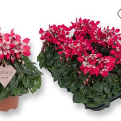 Cyclame rot Djix Exkl. T10,5 H020